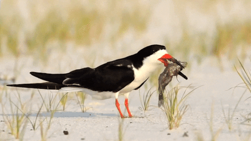 birds-and-friends:

Black Skimmers, Cornell Lab of Ornithology 