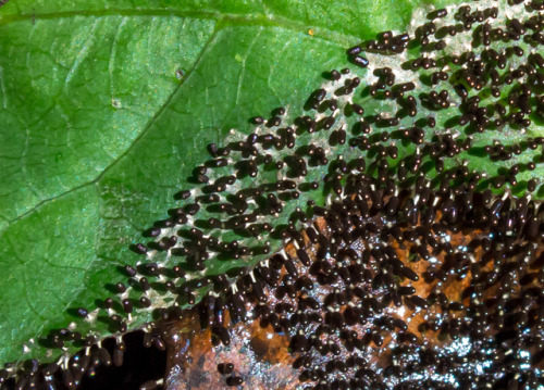 microcosmicobservations:I saw a glimmering in the leaf litter that caught my eye - white-footed slim