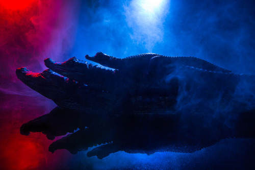moon83:  Animal Lectures #01 Caiman crocodilus by Andrew McGibbon WWW // Behance // Tumblr 