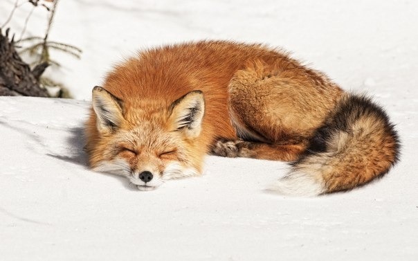 Foxies! &lt;3