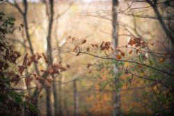 bluelunaphotography:  a walk in the woods