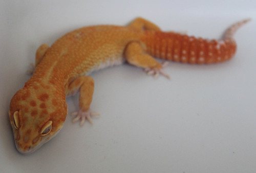 lunationgeckos: Why are you all so cute? 