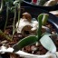 cicada-bones-blog