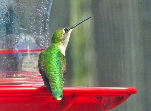 birbmania: Ruby-throated hummingbird, female … Delaware backyard … 4/30/21looking at 2 other hummers