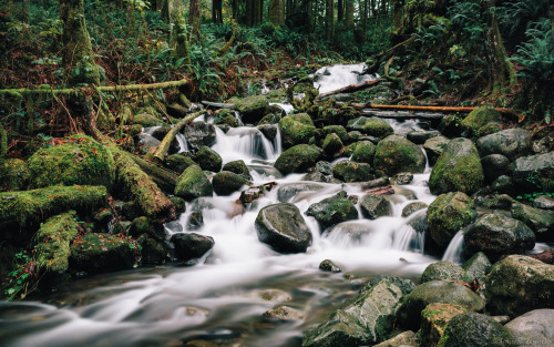 itakephotosofallthethings:A Morning Forest WalkWallace Falls, WAMore photos by John Westrock on Flic