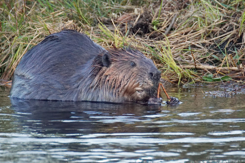 Busy beaver by juanita nicholson A beaver having a late evening snack. Love how he grasps and bends 
