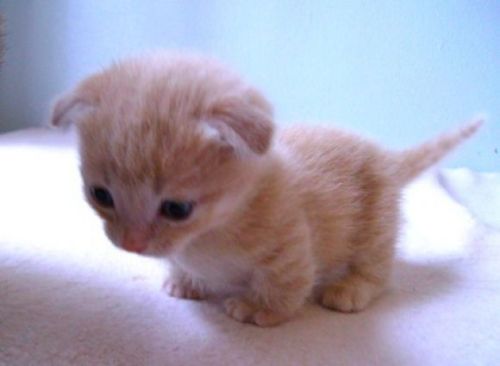 kittehkats: a scottish fold munchkin kitten Found on cutestpaw.com