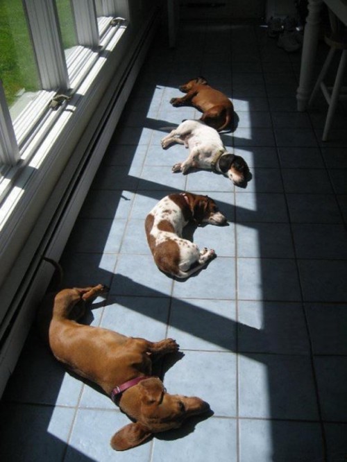 bonkalore:anunchainedmelody:unamusedsloth:Some of them look majestic in the sun.That pug looks like 
