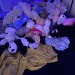lauryn-order:Last night was a close one. We almost lost @baby-foxx! Thankfully we eventually found her buried under stuffie mountain. Phew! 