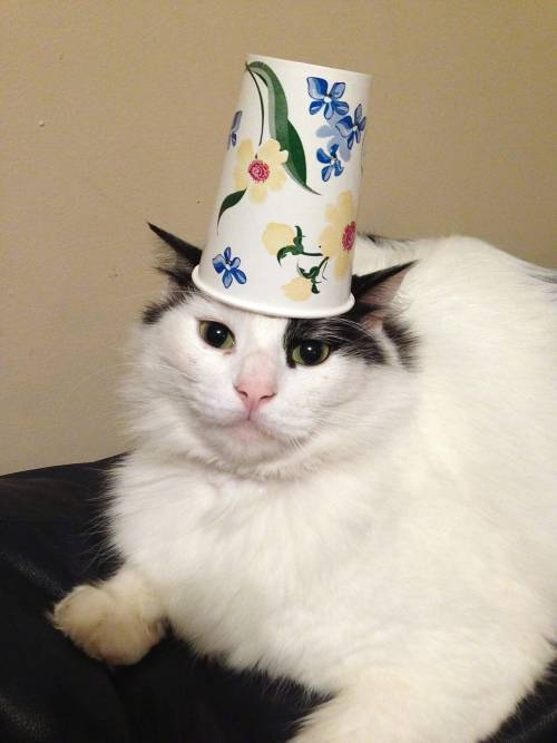 derpycats