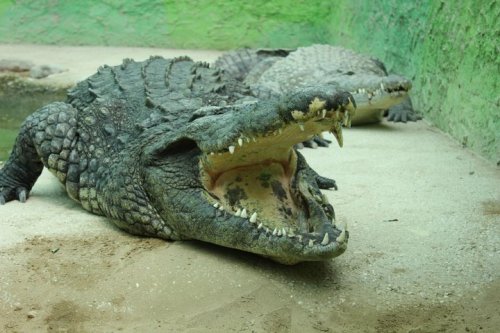 noinnocenthands:sarcosuchas:Big Daddy - The Biggest Crocodile In EuropeSome different pictures of th