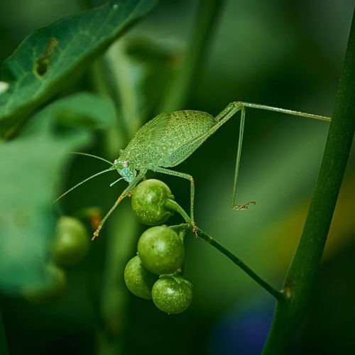 Katydid | Salem | India | Nikon Gears Insects in the family Tettigoniidae are commonly called katydi