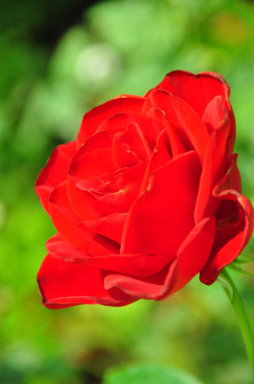 pointshootandclick: My Gardens by the Bay “Flower Dome” experience. Seeing these lovely 