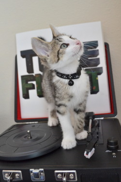 catsjaw:  This is my new kitten Pippin c: