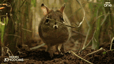 miss-nerdgasmz:  irregulartangerine:  LADIES, GENTLEMEN, AND PEOPLE WHO DON’T FALL UNDER EITHER OF THOSE CATEGORIES,  this is an elephant shrew. it’s adorable and i just wanted to shower you with little gifs of it because look at it. look at it’s