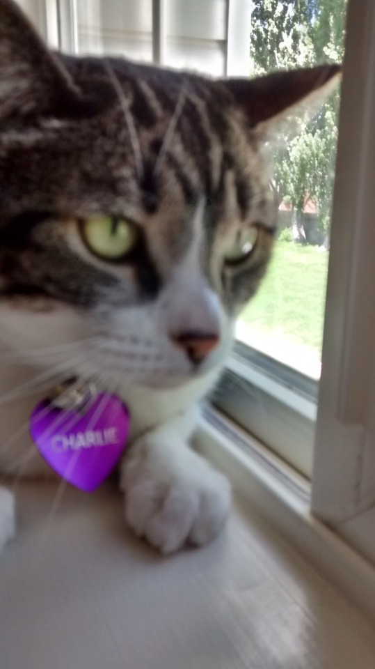 I Can't Believe I Never Posted My Cat On Here Guys I Might Just Arrest Myself But Anyways Have Her She