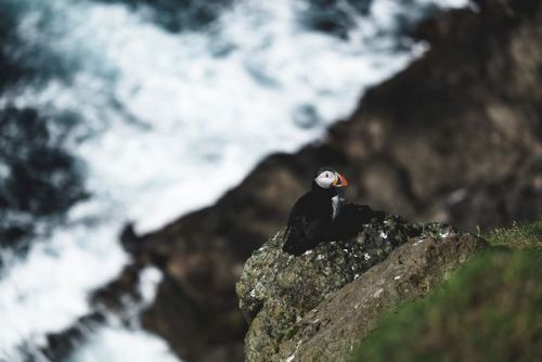 Top Shot: Portrait of a PuffinTop Shot features the photo with the most votes from the previous da