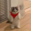 catofmyth