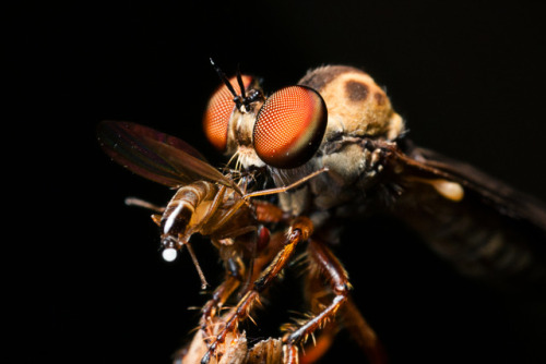 Detect. Lock on. Intercept. The remarkable hunting ability of the robber flyA tiny fly, the size of 