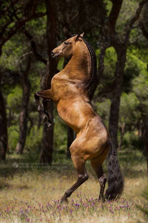 Fuego - one of the most inspiring horses I&rsquo;ve ever met! His movement, baroque look and express