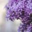 wilting-hyacinth-blog
