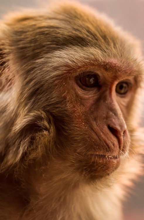 animalkingd0m:  Old Monkey! by Dave Gurung  ~