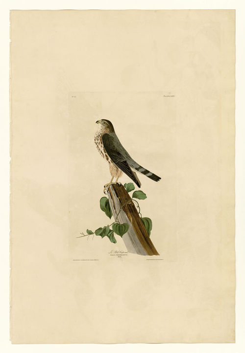 Plate 75 Le Petit Caporal, John James Audubon