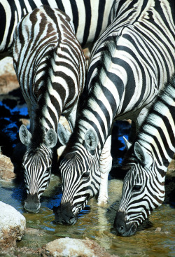 llbwwb:  Zebras drinking by Paul Goldstein (by Exodus Travels - Reset your compass)