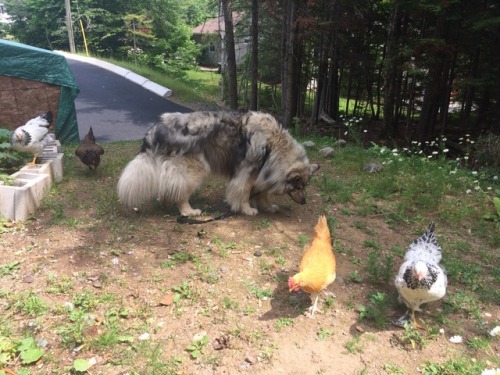 luxtempestas: livestock guardian