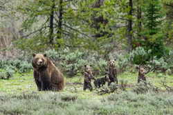 beardedmrbean:This week on #Fat Bear Friday, she may not be the chonkiest but Bear