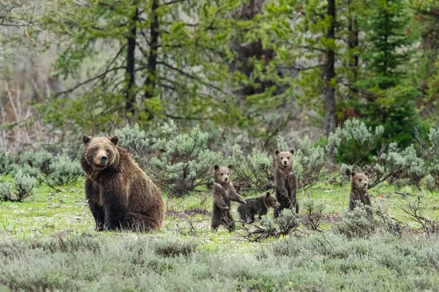 beardedmrbean:This week on #Fat Bear Friday, she may not be the chonkiest but Bear 399 has beat all the odds and all 4 of her children are all ready to set out on their own next spring it looks like. More pics here