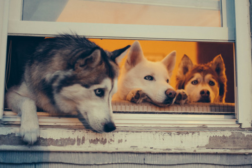 jennythompson:My pups love to snuggle on the couch &amp; hang out the windows watching the cars 