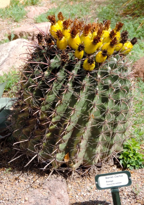 Barrel Cactus (ferrocactus spp.) With Fruit, Tubac, Arizona, 2014.