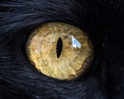 un-cerebro-hambriento:  Ojos de gatos, por Andrew Marttila.