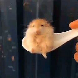 tottokohamutaro:tinybed:fluffygif:Spoonful of cuteness!he looks like a scared little old man
