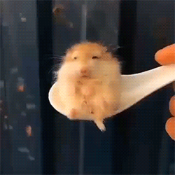 Spoonful Of Cuteness!