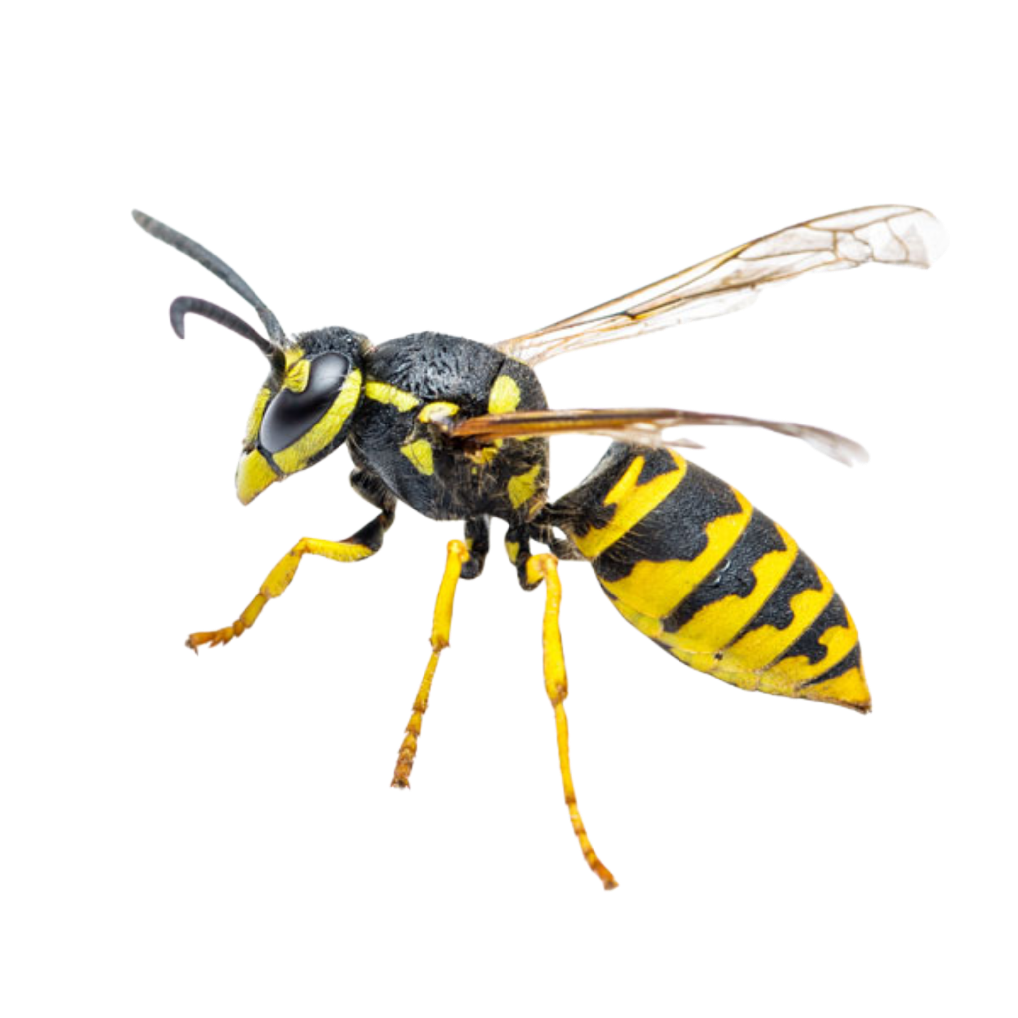 yellow critter