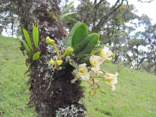 orquidofilia:Rodriguezia granadensis, in situ, Nariño Department, Colombia.By Zonia Argeny Rodriguez