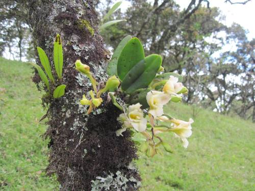 orquidofilia:Rodriguezia granadensis, in situ, Nariño Department, Colombia.By Zonia Arge