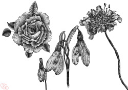 ghovvst:  ghovvst:  Photoshopped all my flower drawings together oops  idc i’m actually proud of this