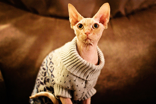 Sphynx Cat Sweater Strawberry – My Sphynx kitten