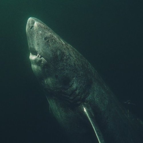 skypecoemal:  北極海で見つかったこの鮫、392才らしい。徳川家光がいた時代から、１人海に漂っていたのか。 pic.twitter.com/5MSAhA6o0b— 川嶋陽介 (
