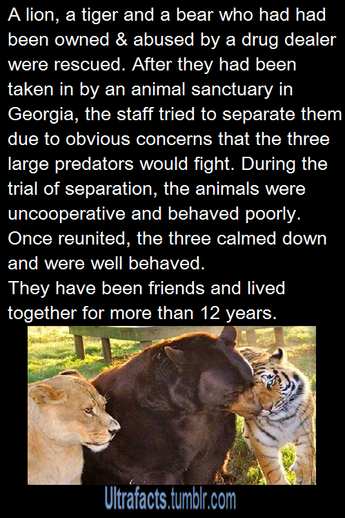 ultrafacts:  Source Want more facts?, follow the Ultrafacts Blog   They had to find