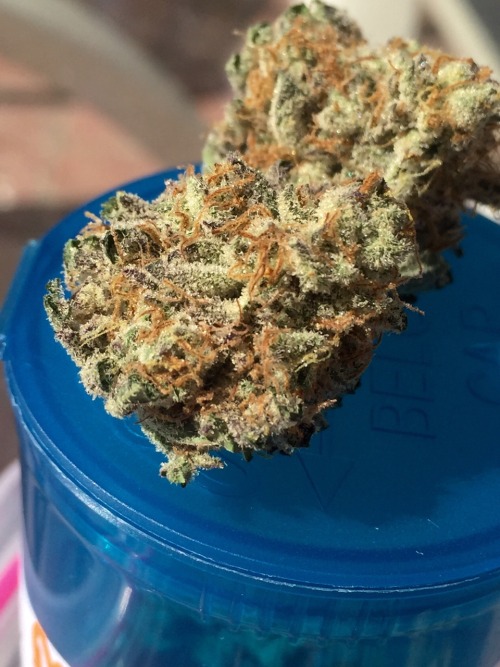 XXX awakeningavalon:  Majestic 12 (No Filter) photo