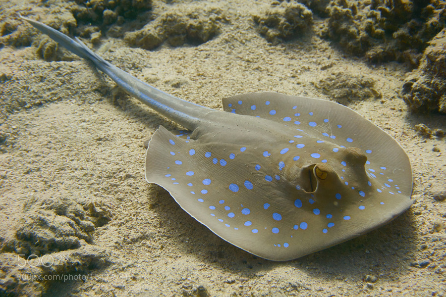 socialfoto:  blue spotted stingray depth ~10m by rockhagen 