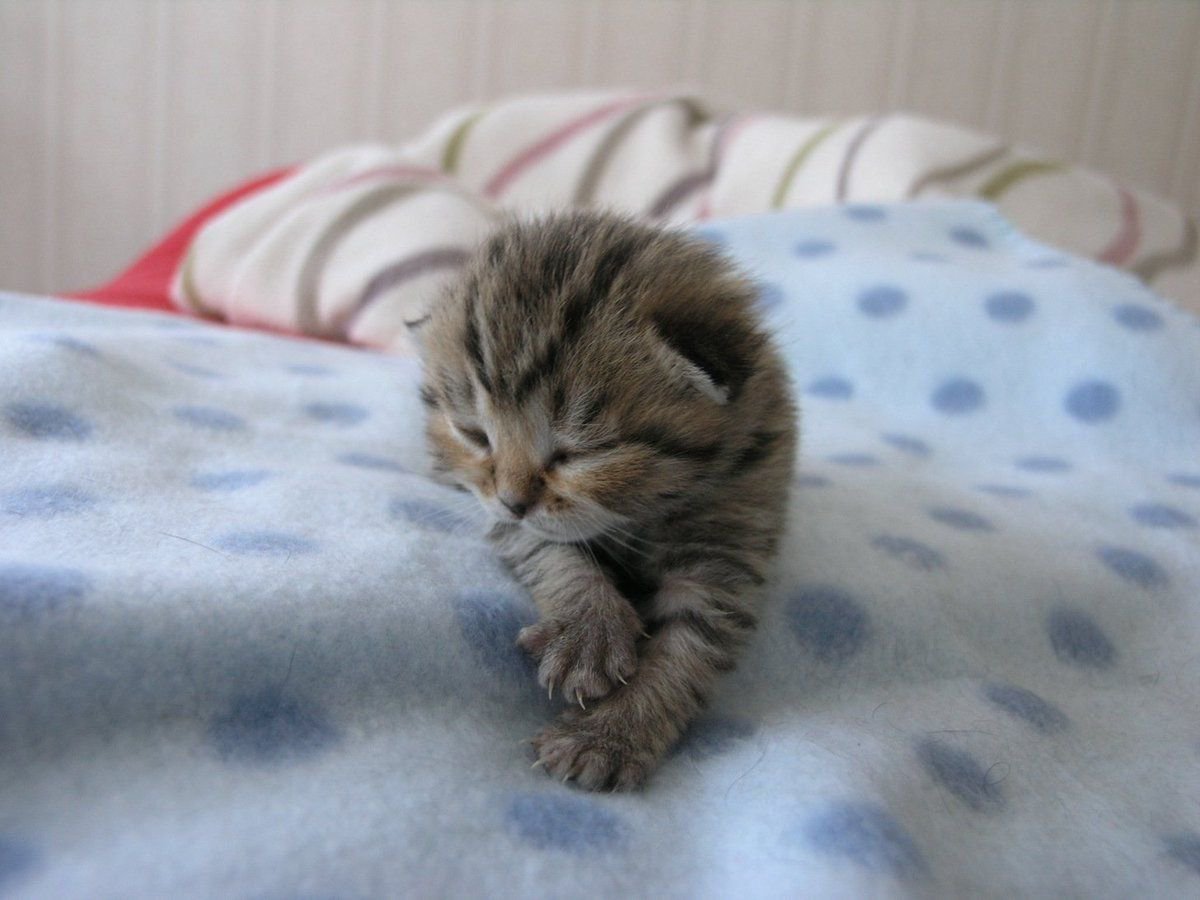 justcatposts:  HE’S SO SMALL