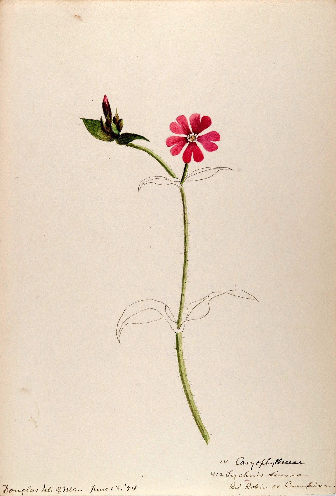 wapiti3:  Water-color sketches of plants of North America and EuropeBy Sharp, Helen.