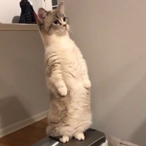 Vernon Standing Cat