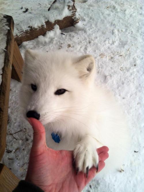 My fox is a professional man - we shake hands ;)