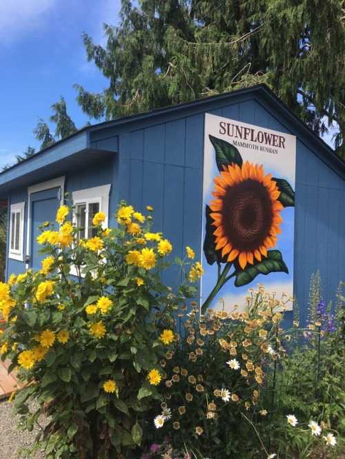 girlybby:from the community garden (find the bee!) 🌻